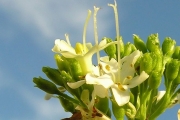 <strong>Lamiaceae - Clerodendrum heterophyllum - (Poir.) R.Br.</strong><br />© Sarrailh Jean-Michel / CIRAD