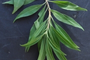 <strong>Lamiaceae - Clerodendrum heterophyllum - (Poir.) R.Br.</strong><br />© Sarrailh Jean-Michel / CIRAD