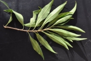 <strong>Lamiaceae - Clerodendrum heterophyllum - (Poir.) R.Br.</strong><br />© Sarrailh Jean-Michel / CIRAD