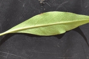 <strong>Lamiaceae - Clerodendrum heterophyllum - (Poir.) R.Br.</strong><br />© Sarrailh Jean-Michel / CIRAD