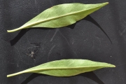 <strong>Lamiaceae - Clerodendrum heterophyllum - (Poir.) R.Br.</strong><br />© Sarrailh Jean-Michel / CIRAD