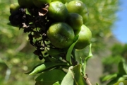 <strong>Lamiaceae - Clerodendrum heterophyllum - (Poir.) R.Br.</strong><br />© Sarrailh Jean-Michel / CIRAD