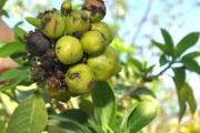 <strong>Lamiaceae - Clerodendrum heterophyllum - (Poir.) R.Br.</strong><br />© Sarrailh Jean-Michel / CIRAD