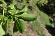 <strong>Lamiaceae - Clerodendrum heterophyllum - (Poir.) R.Br.</strong><br />© Sarrailh Jean-Michel / CIRAD