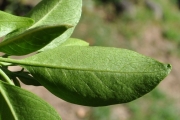 <strong>Lamiaceae - Clerodendrum heterophyllum - (Poir.) R.Br.</strong><br />© Sarrailh Jean-Michel / CIRAD