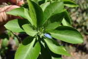 <strong>Lamiaceae - Clerodendrum heterophyllum - (Poir.) R.Br.</strong><br />© Sarrailh Jean-Michel / CIRAD