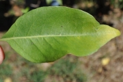 <strong>Lamiaceae - Clerodendrum heterophyllum - (Poir.) R.Br.</strong><br />© Sarrailh Jean-Michel / CIRAD