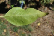 <strong>Lamiaceae - Clerodendrum heterophyllum - (Poir.) R.Br.</strong><br />© Sarrailh Jean-Michel / CIRAD