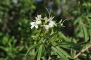 <strong>Lamiaceae - Clerodendrum heterophyllum - (Poir.) R.Br.</strong><br />© Sarrailh Jean-Michel / CIRAD