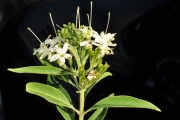 <strong>Lamiaceae - Clerodendrum heterophyllum - (Poir.) R.Br.</strong><br />© Sarrailh Jean-Michel / CIRAD
