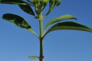 <strong>Lamiaceae - Clerodendrum heterophyllum - (Poir.) R.Br.</strong><br />© Sarrailh Jean-Michel / CIRAD