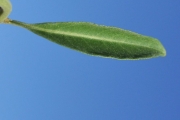 <strong>Lamiaceae - Clerodendrum heterophyllum - (Poir.) R.Br.</strong><br />© Sarrailh Jean-Michel / CIRAD