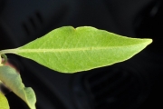 <strong>Lamiaceae - Clerodendrum heterophyllum - (Poir.) R.Br.</strong><br />© Sarrailh Jean-Michel / CIRAD