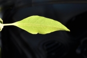 <strong>Lamiaceae - Clerodendrum heterophyllum - (Poir.) R.Br.</strong><br />© Sarrailh Jean-Michel / CIRAD