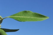 <strong>Lamiaceae - Clerodendrum heterophyllum - (Poir.) R.Br.</strong><br />© Sarrailh Jean-Michel / CIRAD