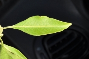 <strong>Lamiaceae - Clerodendrum heterophyllum - (Poir.) R.Br.</strong><br />© Sarrailh Jean-Michel / CIRAD