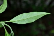 <strong>Lamiaceae - Clerodendrum heterophyllum - (Poir.) R.Br.</strong><br />© Sarrailh Jean-Michel / CIRAD
