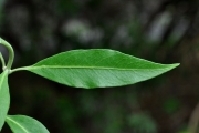 <strong>Lamiaceae - Clerodendrum heterophyllum - (Poir.) R.Br.</strong><br />© Sarrailh Jean-Michel / CIRAD