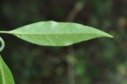 <strong>Lamiaceae - Clerodendrum heterophyllum - (Poir.) R.Br.</strong><br />© Sarrailh Jean-Michel / CIRAD