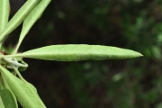 <strong>Lamiaceae - Clerodendrum heterophyllum - (Poir.) R.Br.</strong><br />© Sarrailh Jean-Michel / CIRAD