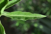 <strong>Lamiaceae - Clerodendrum heterophyllum - (Poir.) R.Br.</strong><br />© Sarrailh Jean-Michel / CIRAD