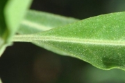 <strong>Lamiaceae - Clerodendrum heterophyllum - (Poir.) R.Br.</strong><br />© Sarrailh Jean-Michel / CIRAD