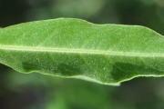 <strong>Lamiaceae - Clerodendrum heterophyllum - (Poir.) R.Br.</strong><br />© Sarrailh Jean-Michel / CIRAD