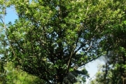 <strong>Clusiaceae - Calophyllum tacamahaca - Willd.</strong><br />© Sarrailh Jean-Michel / CIRAD