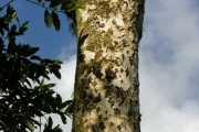 <strong>Clusiaceae - Calophyllum tacamahaca - Willd.</strong><br />© Sarrailh Jean-Michel / CIRAD