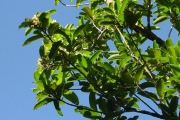 <strong>Clusiaceae - Calophyllum tacamahaca - Willd.</strong><br />© Sarrailh Jean-Michel / CIRAD