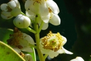 <strong>Clusiaceae - Calophyllum tacamahaca - Willd.</strong><br />© Sarrailh Jean-Michel / CIRAD