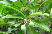 <strong>Clusiaceae - Calophyllum tacamahaca - Willd.</strong><br />© Sarrailh Jean-Michel / CIRAD