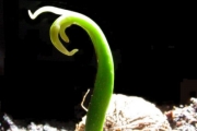 <strong>Clusiaceae - Calophyllum tacamahaca - Willd.</strong><br />© Sarrailh Jean-Michel / CIRAD