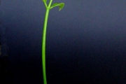 <strong>Clusiaceae - Calophyllum tacamahaca - Willd.</strong><br />© Sarrailh Jean-Michel / CIRAD