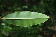 <strong>Clusiaceae - Calophyllum tacamahaca - Willd.</strong><br />© Sarrailh Jean-Michel / CIRAD