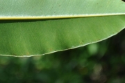 <strong>Clusiaceae - Calophyllum tacamahaca - Willd.</strong><br />© Sarrailh Jean-Michel / CIRAD