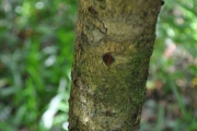 <strong>Clusiaceae - Calophyllum tacamahaca - Willd.</strong><br />© Sarrailh Jean-Michel / CIRAD