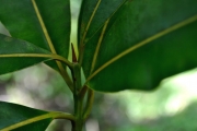 <strong>Clusiaceae - Calophyllum tacamahaca - Willd.</strong><br />© Sarrailh Jean-Michel / CIRAD