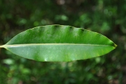 <strong>Clusiaceae - Calophyllum tacamahaca - Willd.</strong><br />© Sarrailh Jean-Michel / CIRAD