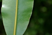 <strong>Clusiaceae - Calophyllum tacamahaca - Willd.</strong><br />© Sarrailh Jean-Michel / CIRAD