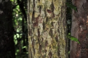<strong>Clusiaceae - Calophyllum tacamahaca - Willd.</strong><br />© Sarrailh Jean-Michel / CIRAD