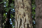 <strong>Clusiaceae - Calophyllum tacamahaca - Willd.</strong><br />© Sarrailh Jean-Michel / CIRAD