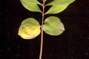<strong>Rubiaceae - Coffea mauritiana - Lam.</strong><br />© Sarrailh Jean-Michel / CIRAD