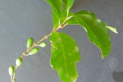 <strong>Rubiaceae - Coffea mauritiana - Lam.</strong><br />© Sarrailh Jean-Michel / CIRAD