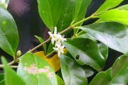 <strong>Rubiaceae - Coffea mauritiana - Lam.</strong><br />© Sarrailh Jean-Michel / CIRAD
