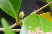 <strong>Rubiaceae - Coffea mauritiana - Lam.</strong><br />© Sarrailh Jean-Michel / CIRAD