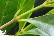 <strong>Rubiaceae - Coffea mauritiana - Lam.</strong><br />© Sarrailh Jean-Michel / CIRAD