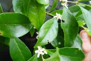 <strong>Rubiaceae - Coffea mauritiana - Lam.</strong><br />© Sarrailh Jean-Michel / CIRAD