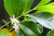 <strong>Rubiaceae - Coffea mauritiana - Lam.</strong><br />© Sarrailh Jean-Michel / CIRAD