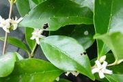 <strong>Rubiaceae - Coffea mauritiana - Lam.</strong><br />© Sarrailh Jean-Michel / CIRAD